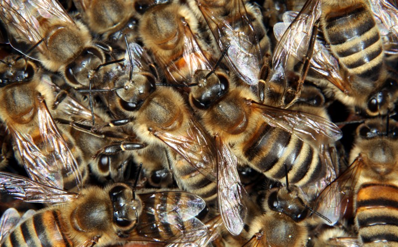 Honigbienen im Volk